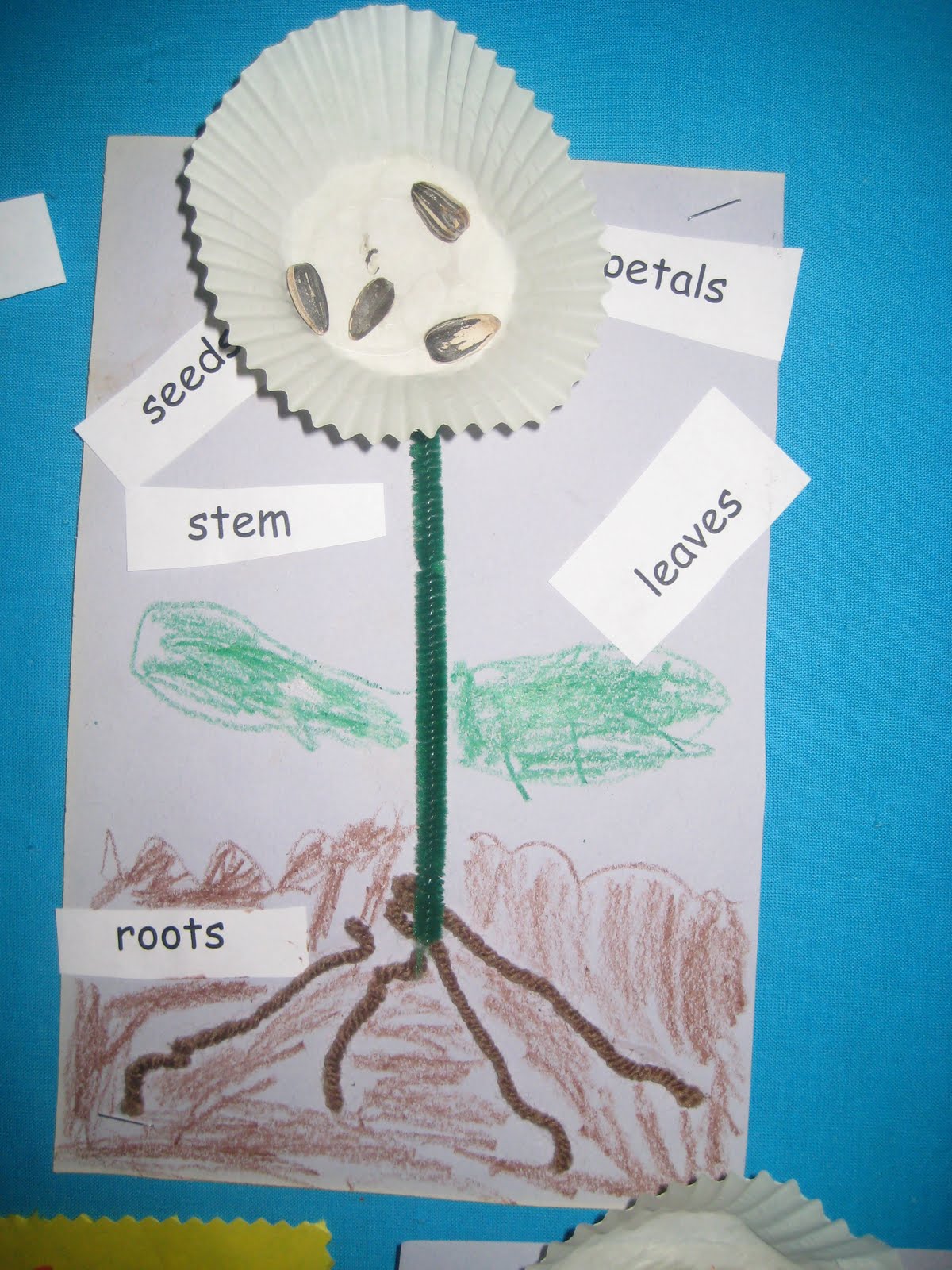 Kinder Garden: Plant Parts