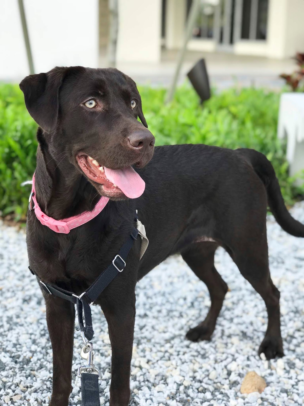 Florida Dog Walkers and Pet Sitters Miami Doggie Daycare & Boarding