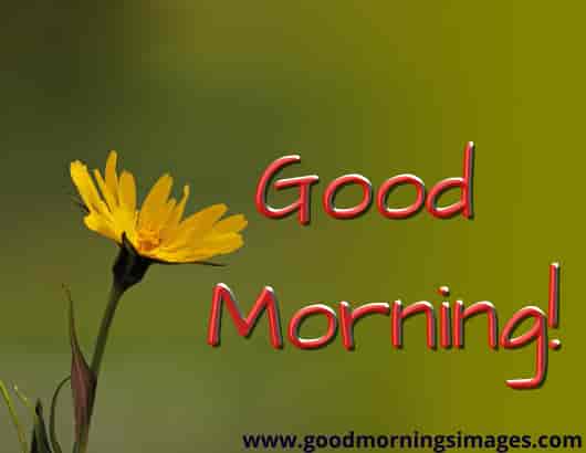 Good Morning Shayri With Images For Wife Good Morning Shayri With Images For Wife