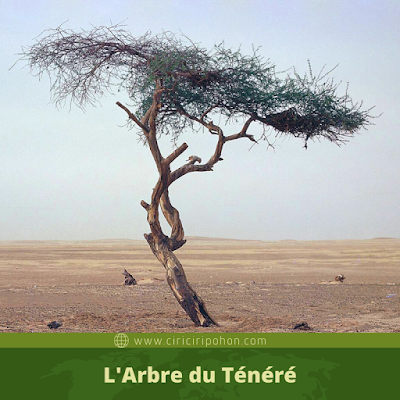 L'Arbre du Ténéré