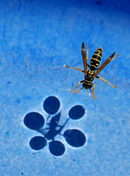 surface tension