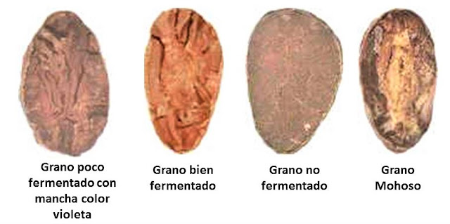 Granos de cacao bien fermentados, mal fermentados e infestados