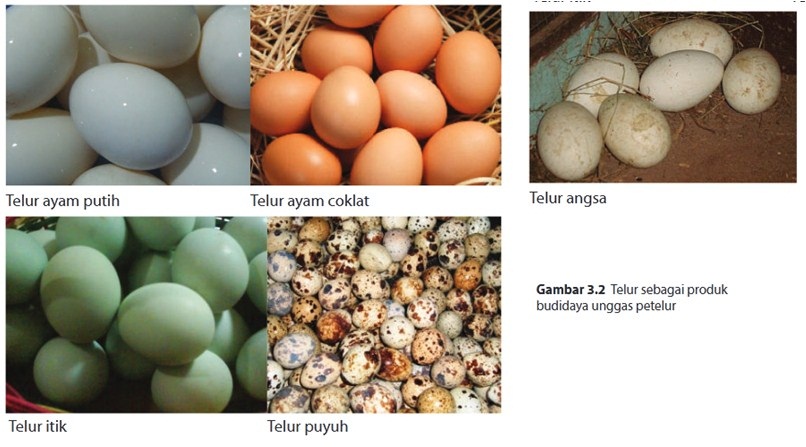 Materi Wirausaha Produk Produk Budidaya Ternak Unggas Petelur Pustaka Belajar