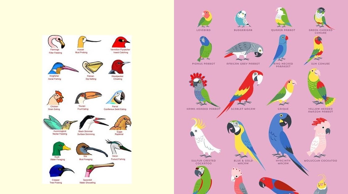 Macam-macam Bentuk Paruh dan Kaki Burung Beserta Fungsinya - Elinotes
