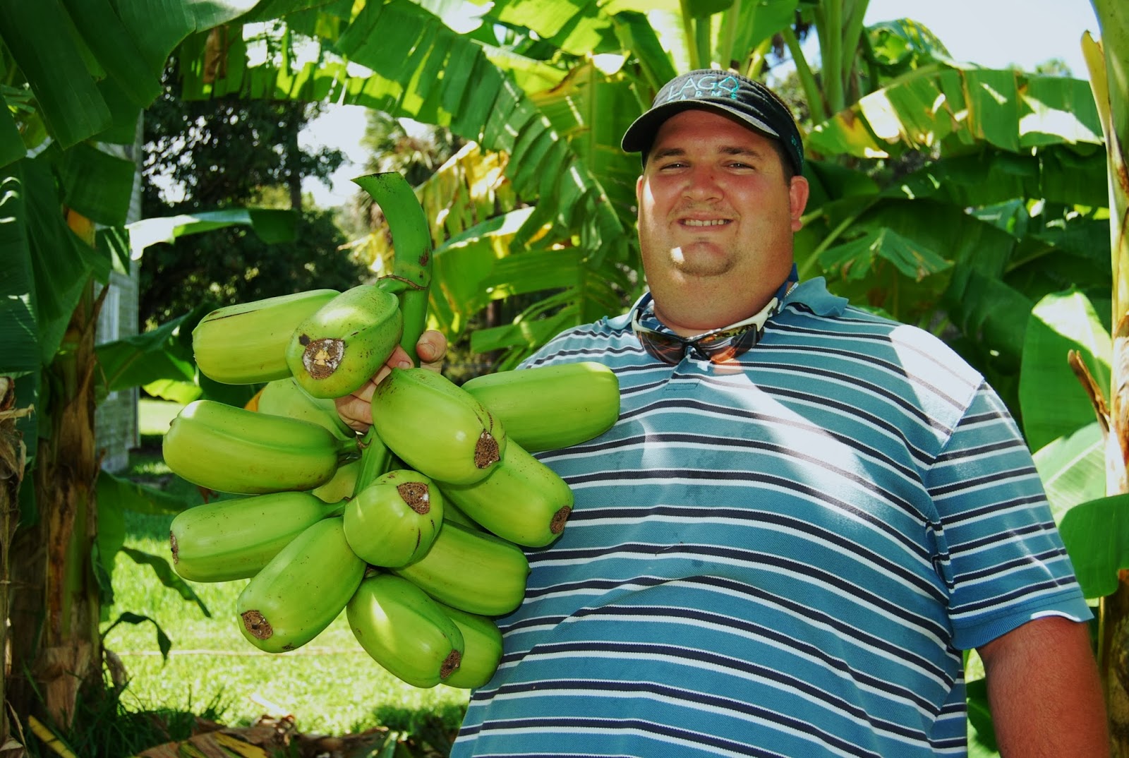 Helen A. Lockey NK Lago Farms, Pahokee, Fla Plantains & More
