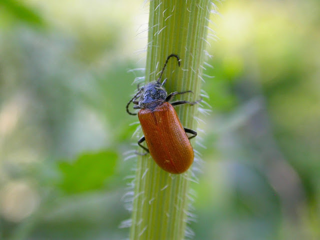 Omophlus sp Omophlus sp
