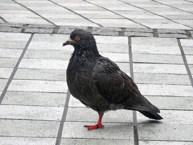 鳩,鳥,新宿駅アルタ前広場〈著作権フリー無料画像〉Free Stock Photos 