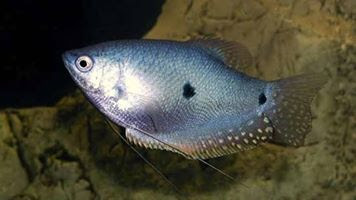 Ikan Sepat Rawa / Padi Ikan Sepat Rawa / Padi