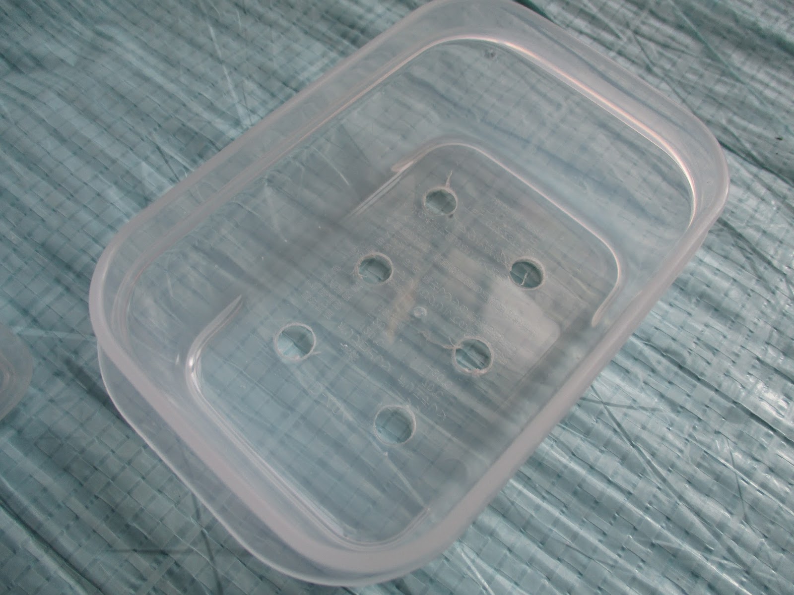 サボテンとの生活 17