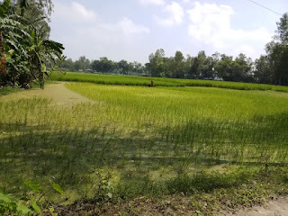 Village agricultural land Village agricultural land