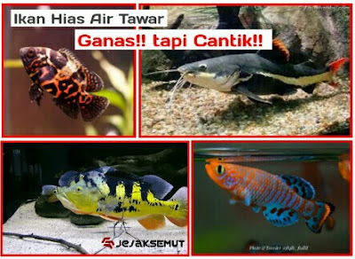 ikan hias predator air tawar