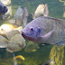 East African Fish in need of recovery, WCS