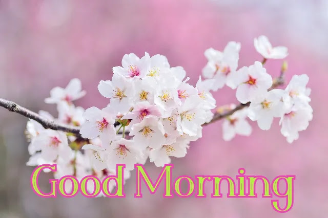 Flower Good Morning HD Image