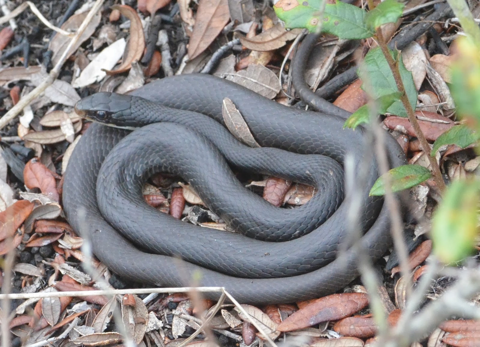 bear grass and rosemary Lupines, Trash and a Sun Snake