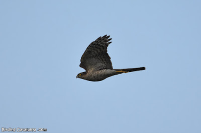 Esparver vulgar (Accipiter nisus)