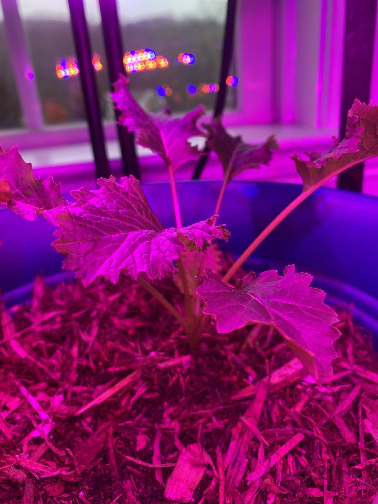 Broccoli Rabe/ Mustard Greens