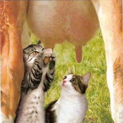 Cat+Milking+Cow.jpg