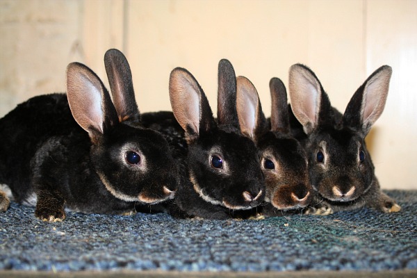 Rex Rabbit Burrow