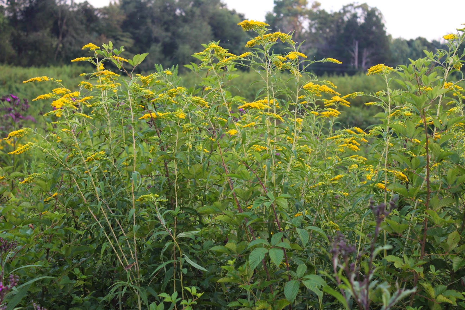 The Kentucky Wildflower Farm Milkweed pods, deer and a good rain!