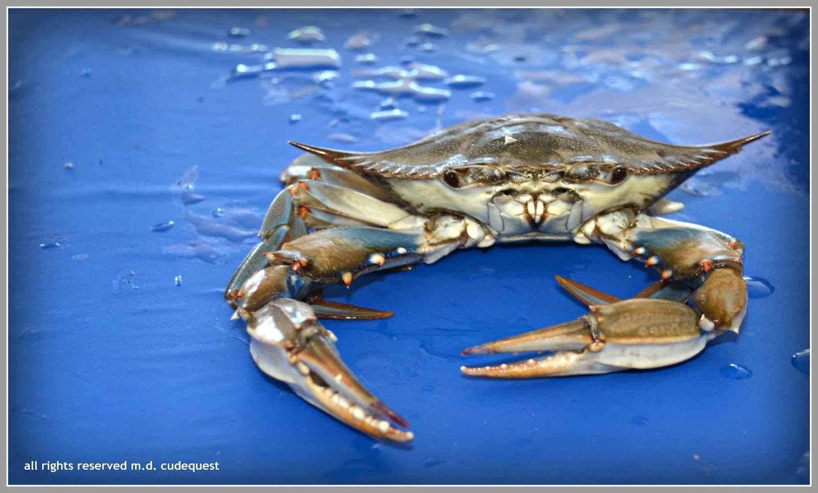 EverythingCroton PHOTOS FROM THE 2013 HUDSON RIVER DAY AT THE CROTON