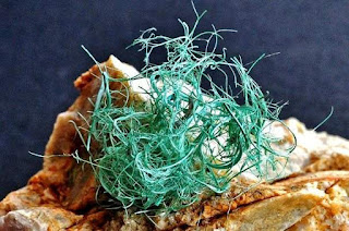 Filiform Malachite. Photo: Sandro Bonfiglio