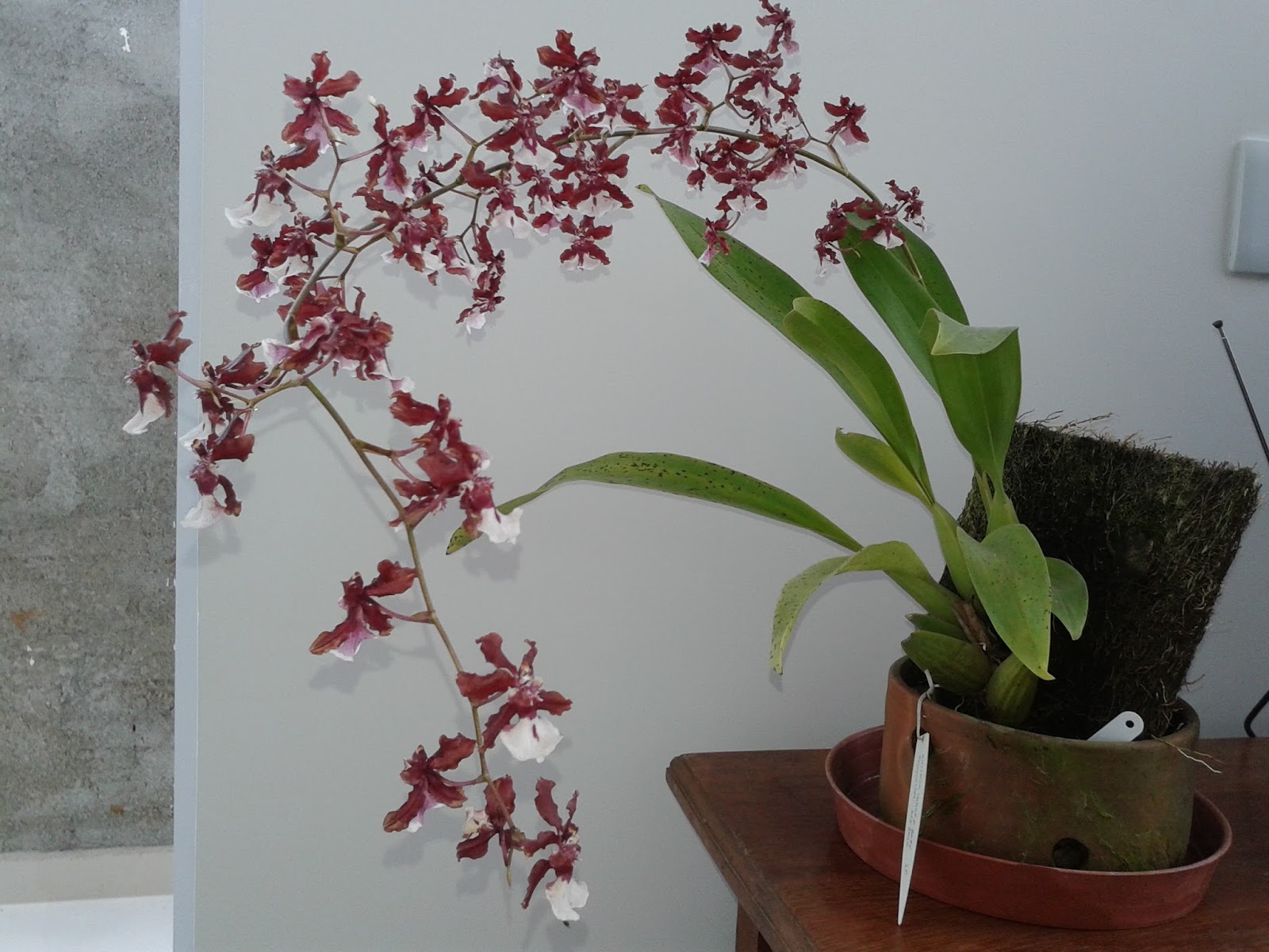 Orquídeas do nosso quintal: Oncidium Sharry Baby (orquídea chocolate)