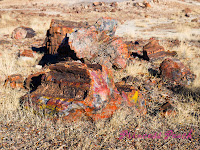 Petrified-Forest-National-Park-石化森林國家公園-Petrified-wood