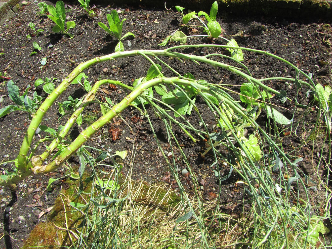 Creative Savv Free Seeds For My Garden