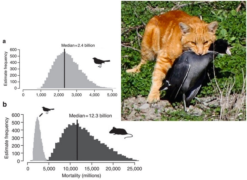 Species New to Science [Invasive Alien • 2013] Outdoor Cats Single