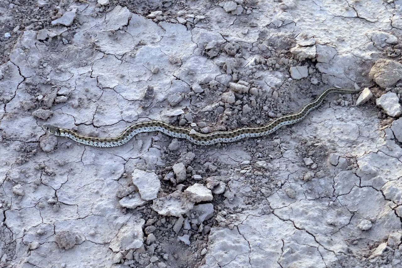Greg s Running Adventures Snakes greg-s-running-adventures-snakes