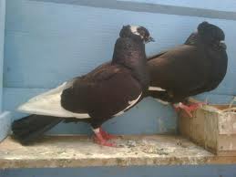 Merpati Kupu-kupu - DUNIA MERPATI