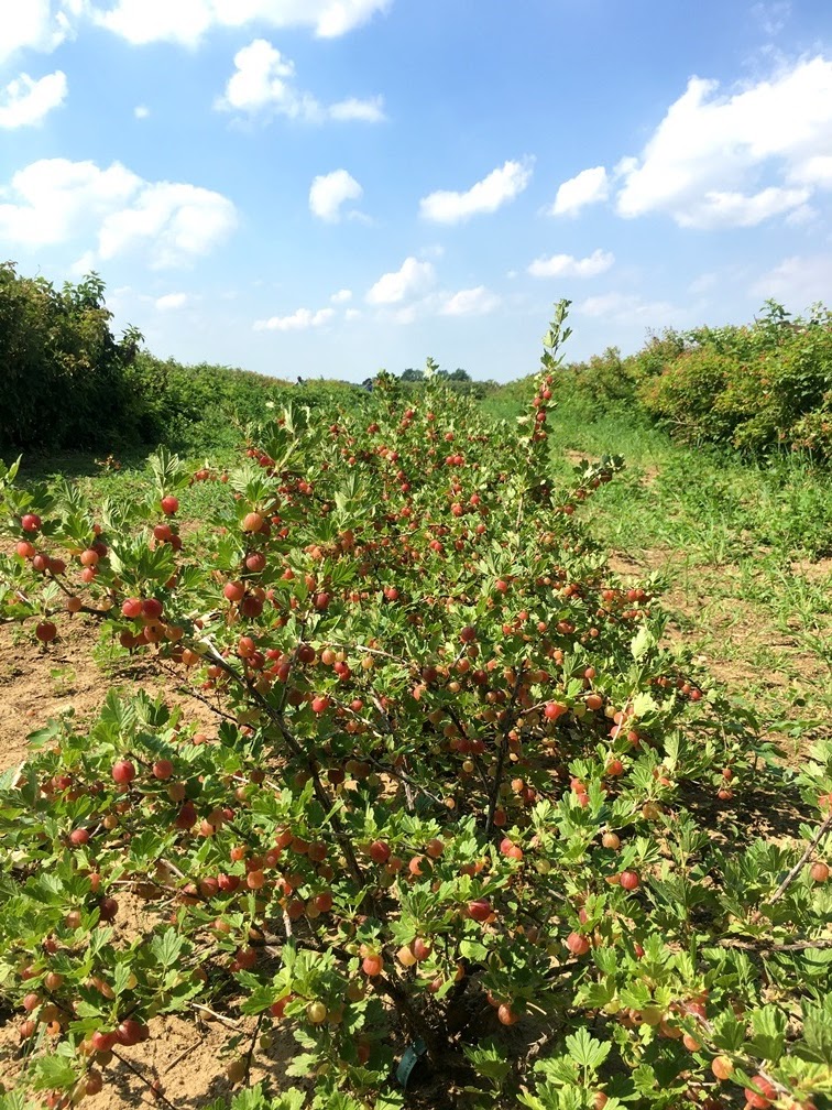 red ripened gooseberries growing on the plant in the Midwest