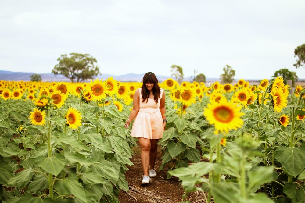 Lucy and The Runaways A Roadtrip to the Sunflower Fields