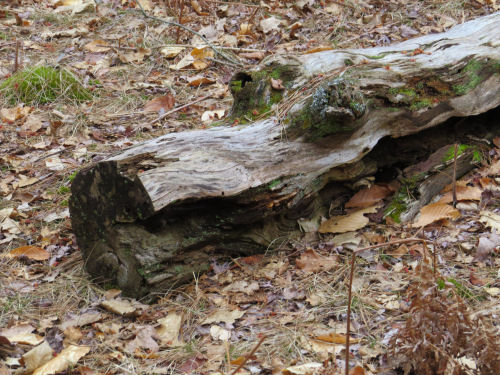 aligator face in a tree stump
