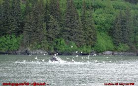 Resurrection Bay Whale Watching
