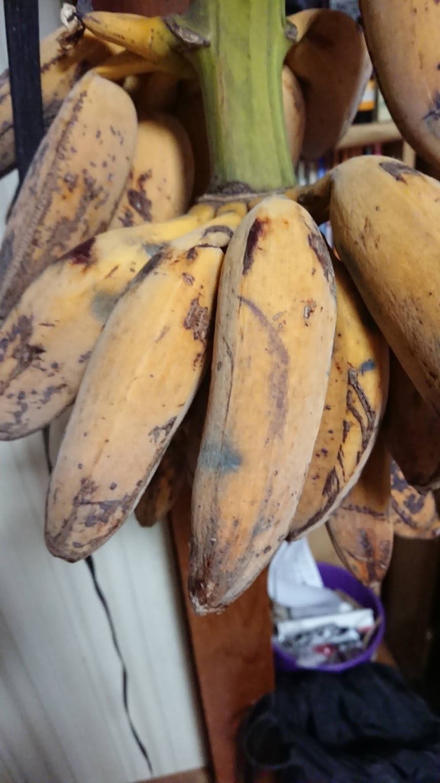 園芸知恵袋 悲劇！アイスクリームバナナは調理用バナナだった？