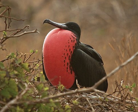 Male Magnificent Frigatebirds are birds classified among the weirdest animals.
