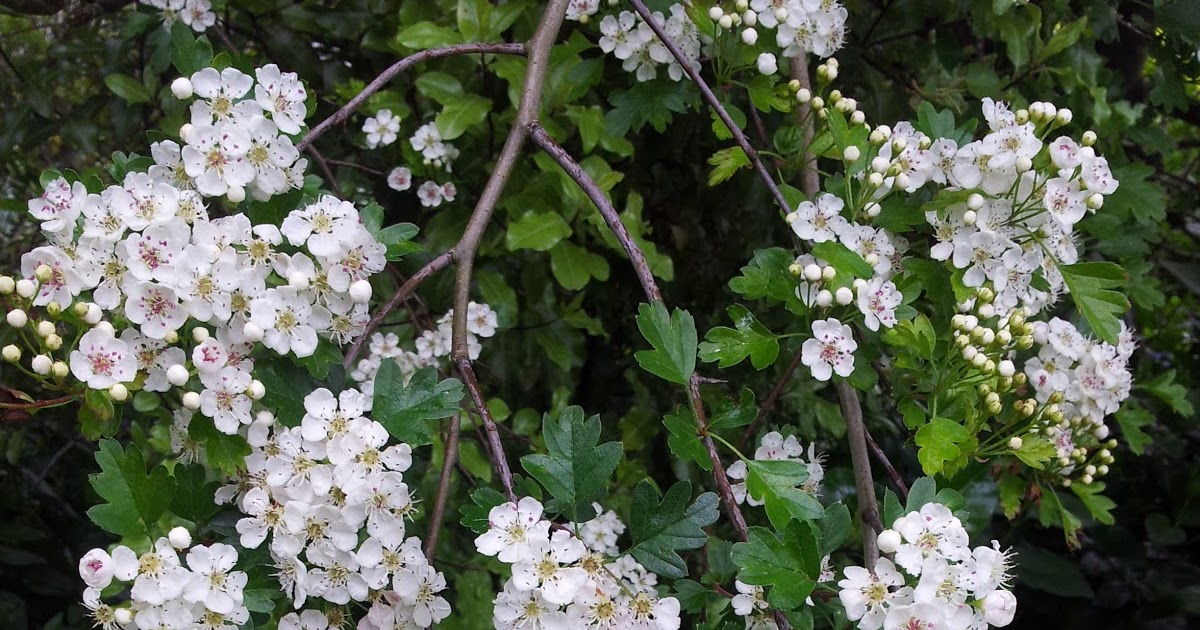 Jeannie's Kitchen: Hawthorn - an emblem of hope that summer is coming