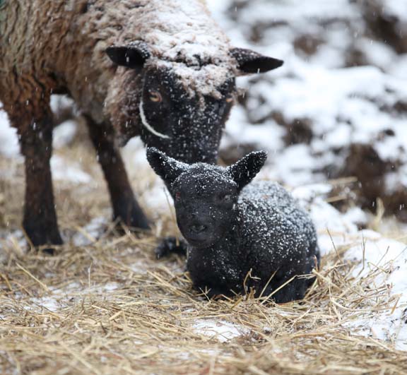 newborn black lamb