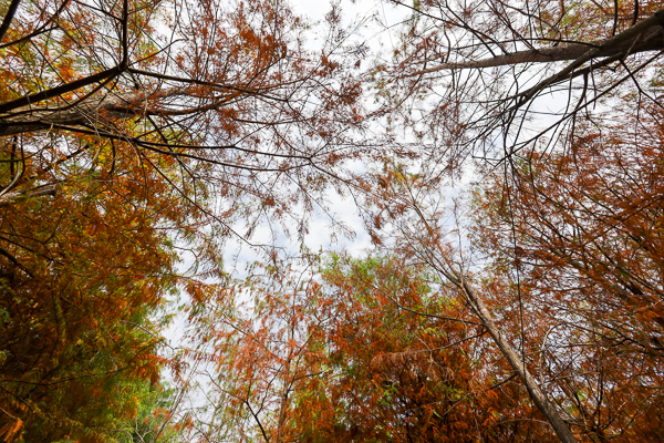 台中新的霧峰落羽松秘境，萬豐社區落羽松森林，落葉形成美美地毯