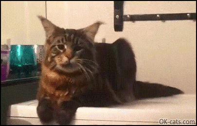 Funny Cat GIF • Cool cat likes good vibrations on the washing machine, hahaha! [ok-cats.com]