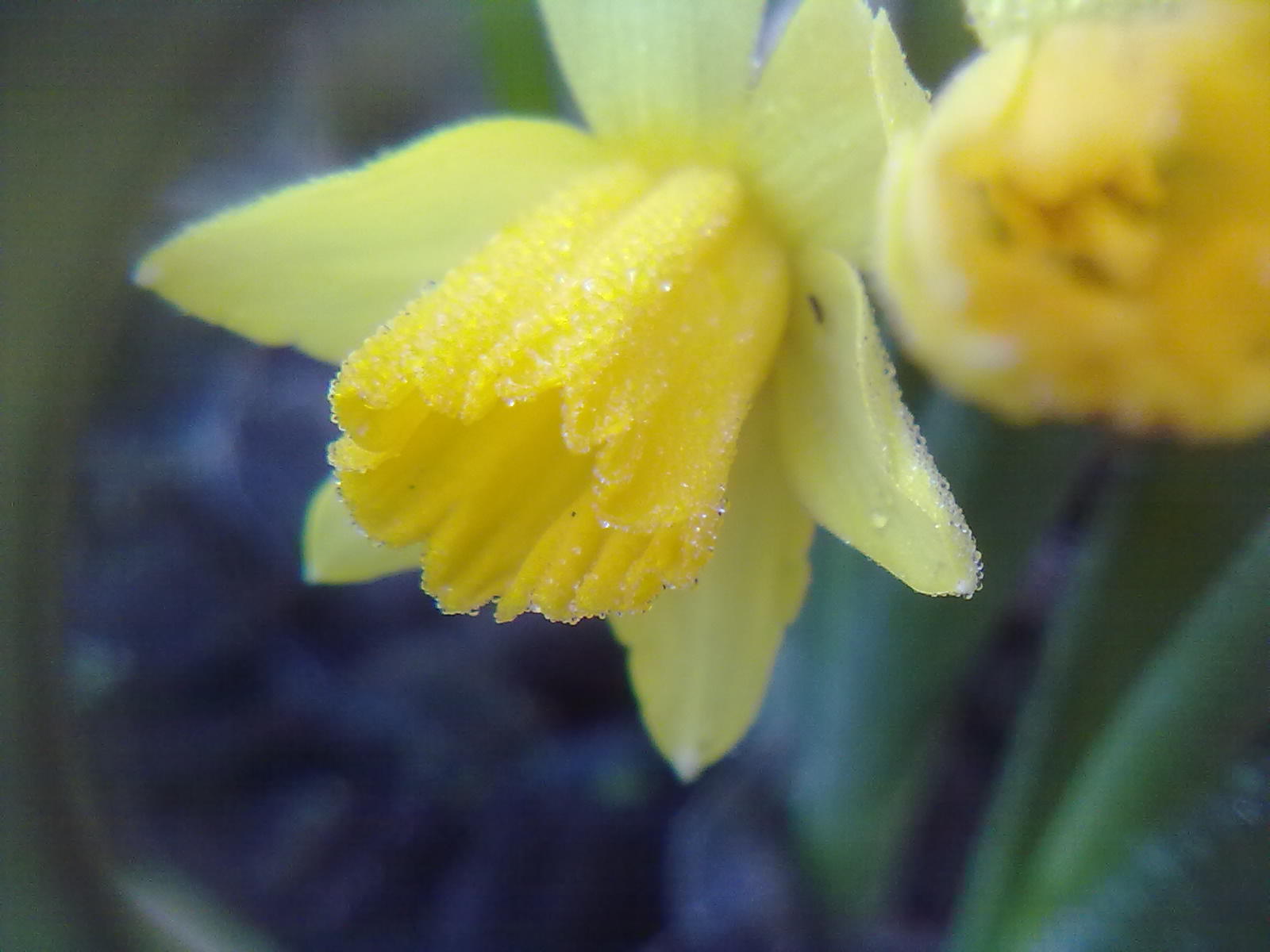 Rachel the Gardener Daffodils why do we deadhead them?