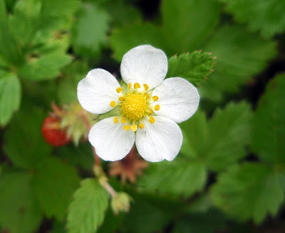 Fresa silvestre (Fragaria vesca) flor blanca
