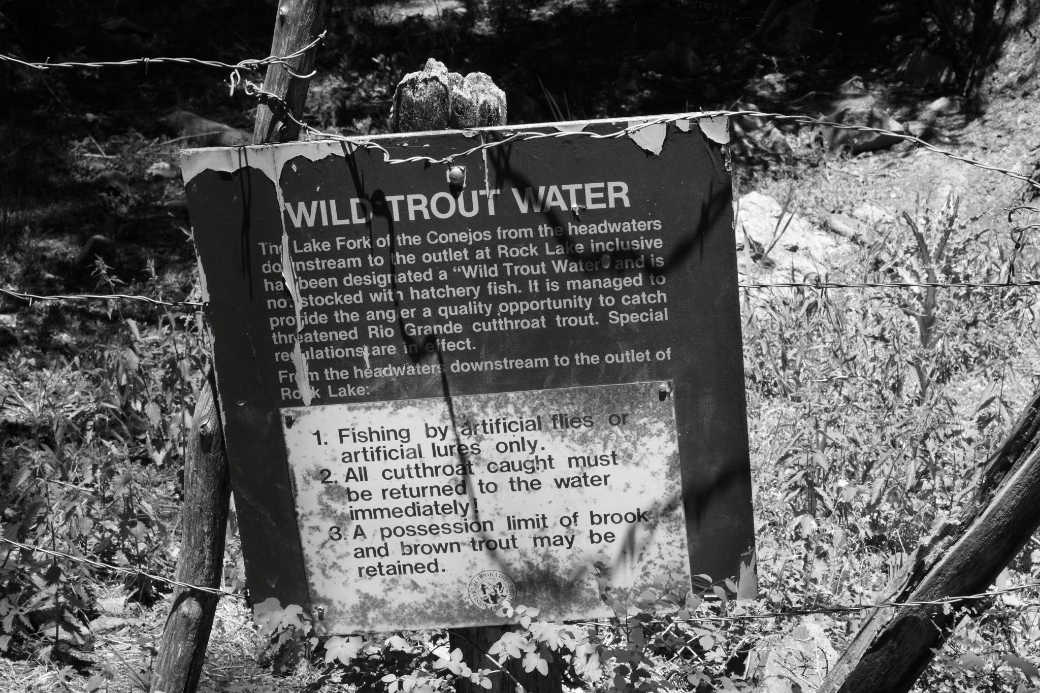 tenkarafisher Lake Fork, Conejos area, Colorado