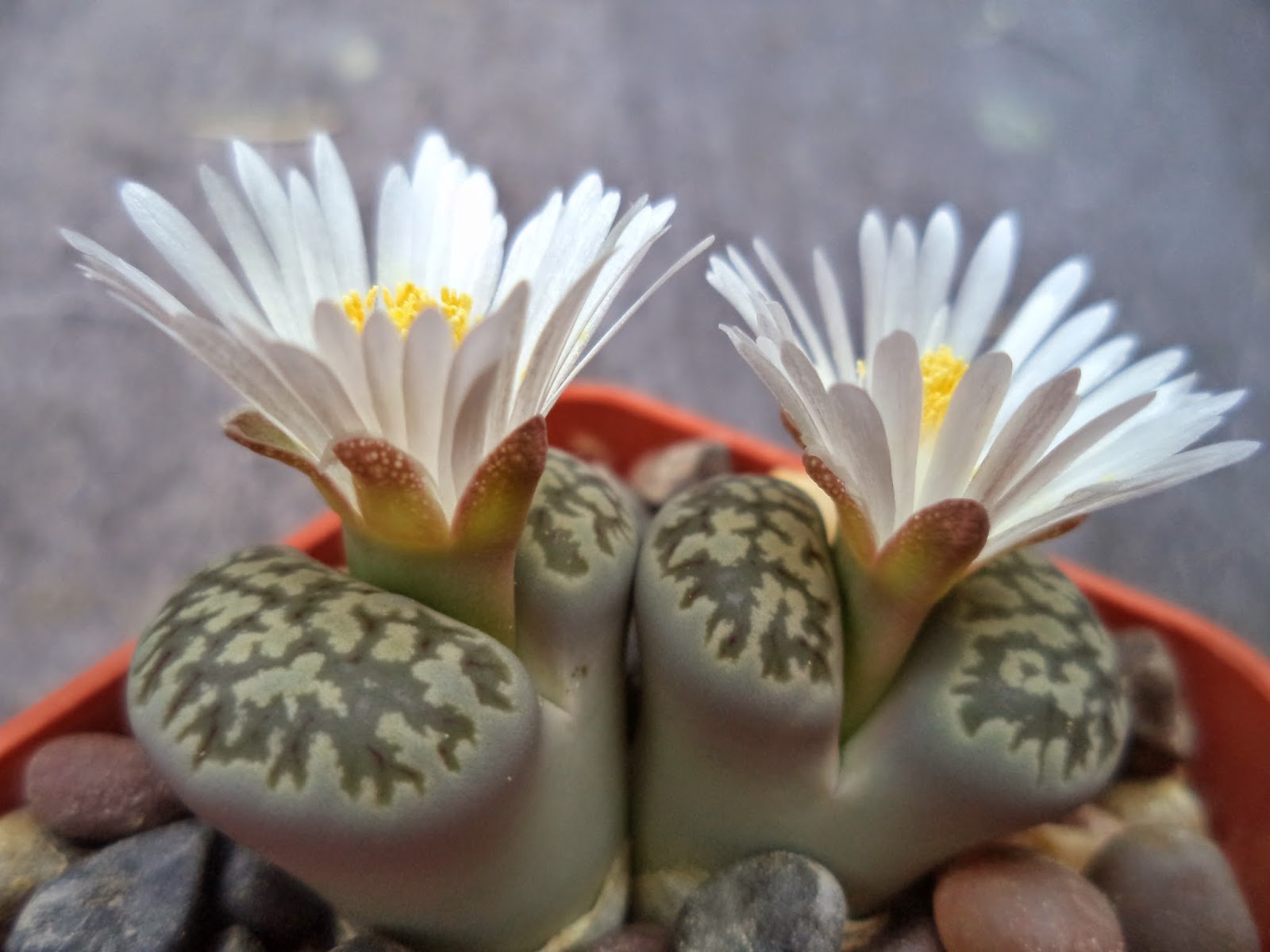 цветок литопс живые камни. литопсы описание. литопс живые камни. литопс гесинария. литопс gracilidelineata.