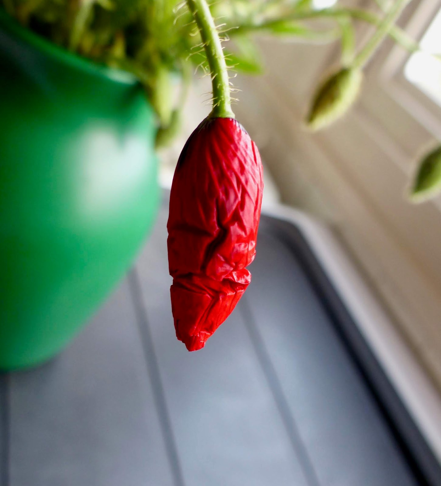 Les 52 Meilleures Images De Fleur Rose Rouge Fleur Rose Rouge