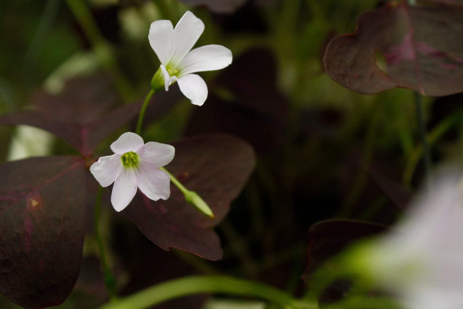 MENGEMBARA ke BELANTARA SENI rahsia jejaka bitara Pokok