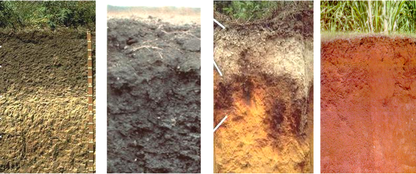 Jenis Tanah Yang Terdapat Di Indonesia | Xylem and Floem