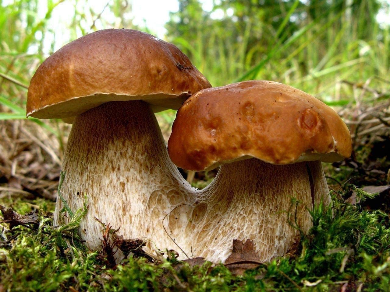 A mushroom is the fleshy, spore-bearing fruiting body of a fungus, typically produced above ground, on soil, or on its food source.