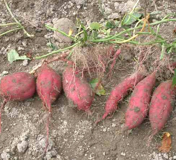 sweet potato farming, how to start sweet potato farming, sweet potato farming guide, guide for sweet potato farming, commercial sweet potato farming, sweet potato farming business plan, sweet potato farming profits